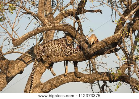 Leopard Feeding On Impala
