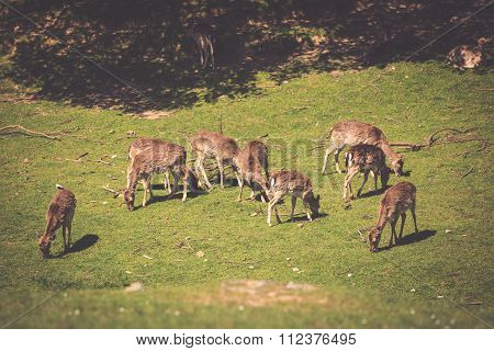 A Summertime View Of A Herd Of Fallow Deers (dama Dama) On The Green Meadow. These Mammals Belong To