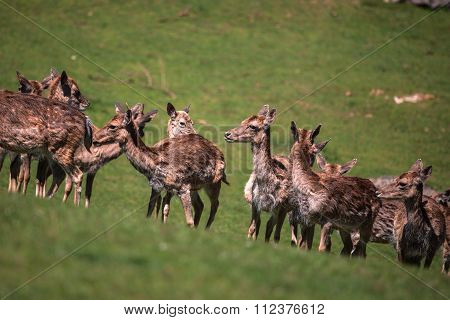 A Summertime View Of A Herd Of Fallow Deers (dama Dama) On The Green Meadow. These Mammals Belong To