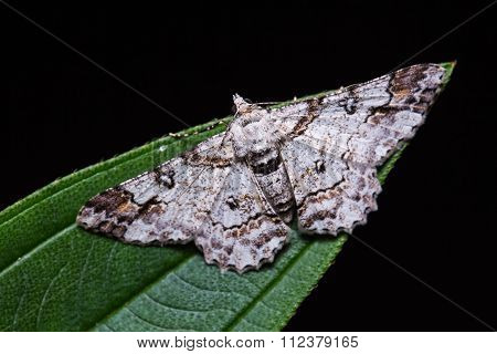 Cleora Determinata Moth On Green Leaf
