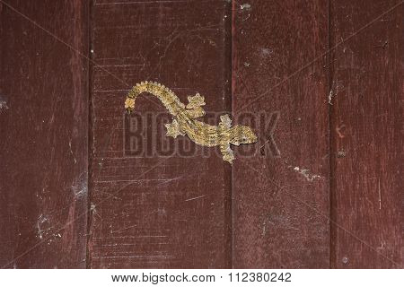 Flying Gecko Or Parachute Gecko