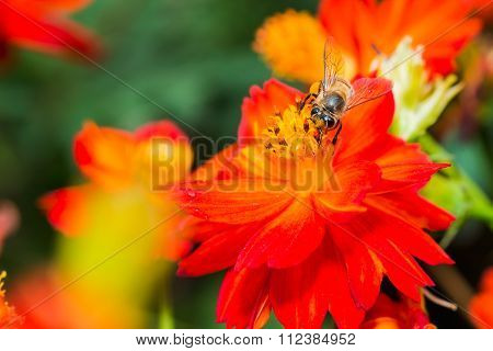 Macro