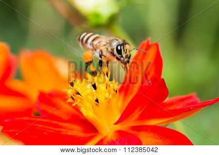 Macro