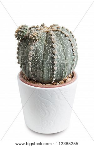 Cactus In White Pot Isolated On White Background