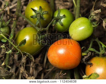 Fresh Orange Tomatoes