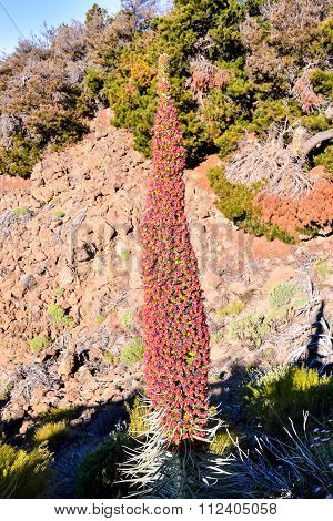 Tajinaste Flower of Tenerife Island