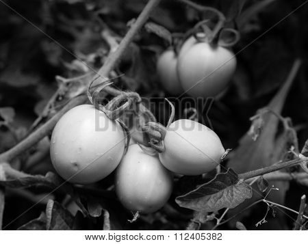Fresh Green Tomatoes