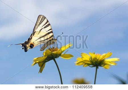 Beautiful Giant Swallowtail Butterfly On Yellow Flowers Against The Blue Sky