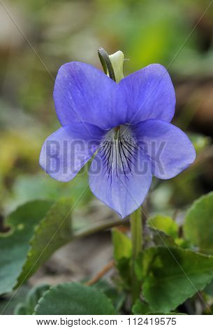 Common Dog-violet