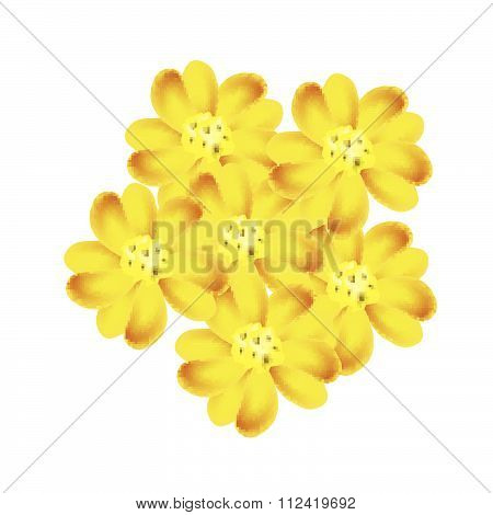 Yellow Yarrow Flowers Or Achillea Millefolium Flowers