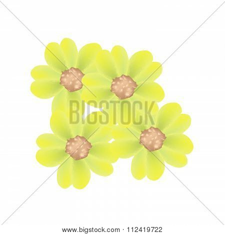 Fresh Yellow Yarrow Flowers Or Achillea Millefolium Flowers