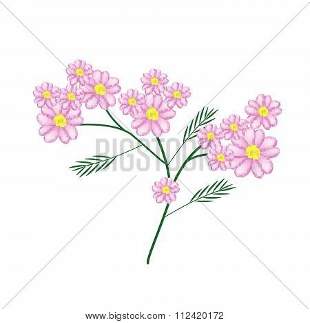Blossoming Of Pink Yarrow Flowers Or Achillea Millefolium Flowers
