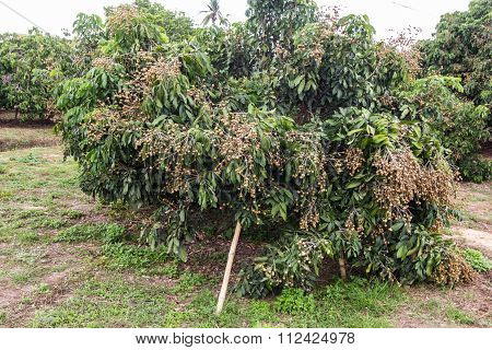 Longan Garden