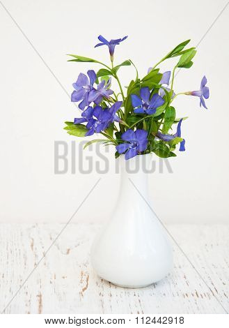 Blue Perwinkle Flowers