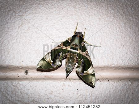Green Night Moth