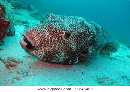 Ryby puffer