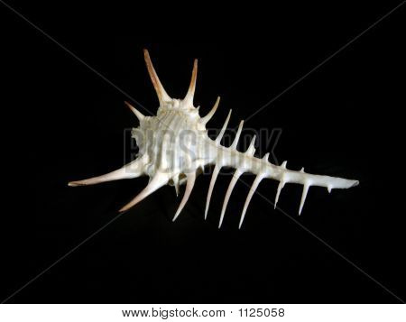Shell