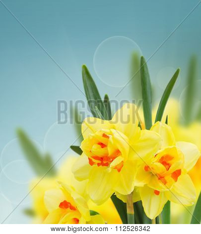 spring narcissus garden