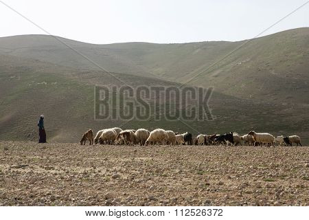 Sheep on pasture in Israely mountains in spring