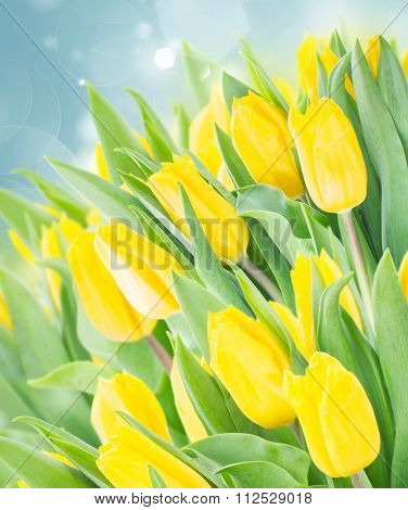 spring narcissus garden