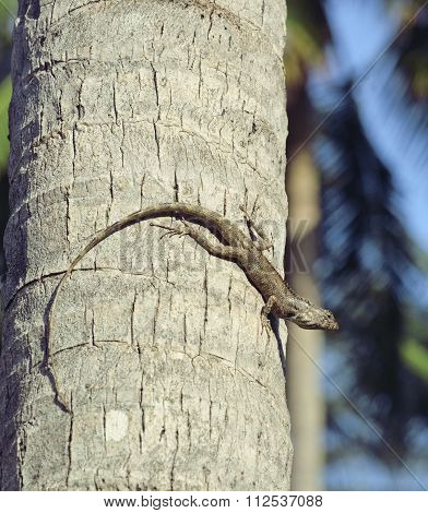 medium lizard in wild nature on palm tree