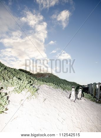 Penguins