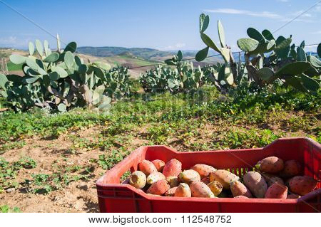 Harvest Time