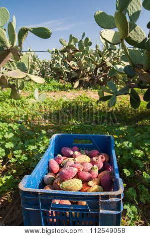 Harvest Time