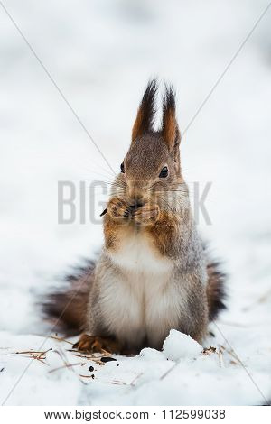 squirrel on the tree in the forest