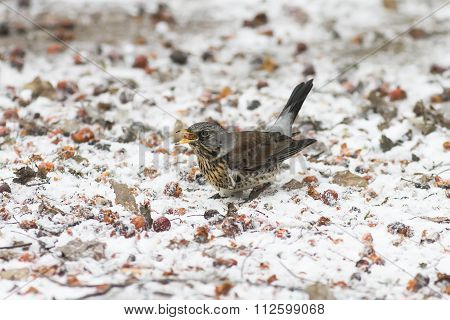 thrush picking apples on the white snow