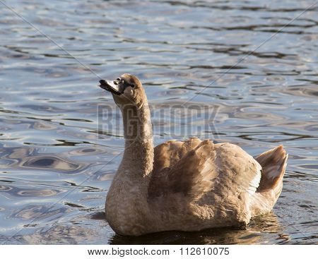 Young swan