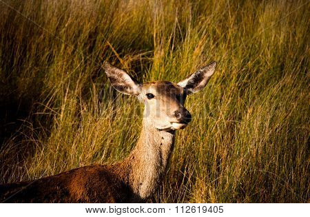 Deer