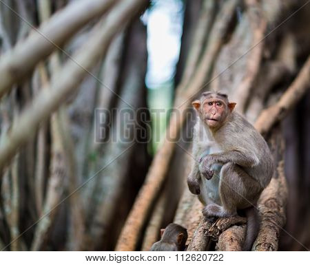 Bonnet Macaque in the Banyan Tree Garden near Bangalore India.