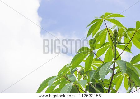 Cassava plantation Northeast of Thailand.Leaves of cassava plant. Cassava is the third largest source of food carbohydrates in the tropics after rice and maize.sky,leaf,tree,farm,green,yuca,field,root