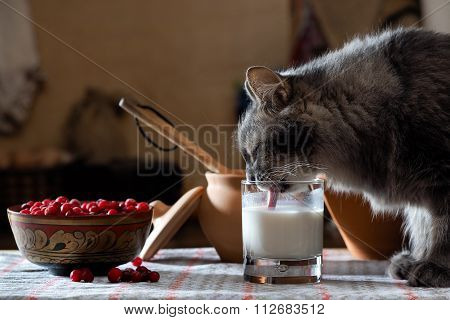 Cat drinking milk from a cup