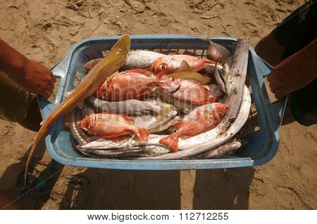 South America Venezuela Isla Margatita Juangriego Fish Market