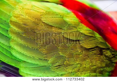 Parrot Tropical Bird
