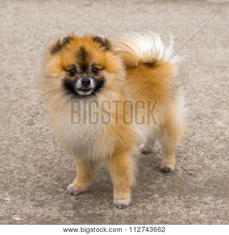 Spitz