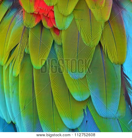 Colorful Macaw Plumage