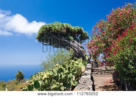 Dragon Tree At La Palma, Canary Islands