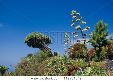 Dragon Tree At La Palma, Canary Islands