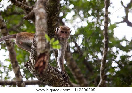 Toque Macaque Monkey