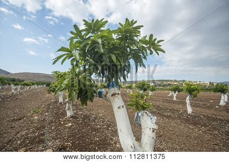 Graft on a mango tree