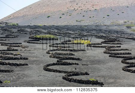 Vineyard on black volcanic soil in La Geria area. Lanzarote.Canary Islands.Spain