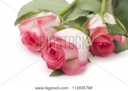 Gentle Pink Rose
