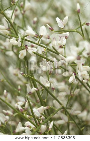 Retama Rhodorhizoides, Bridal Veil Broom