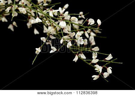 Retama Rhodorhizoides, Bridal Veil Broom