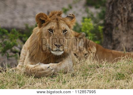 Lion and a lioness resting in the savannah, Tanzania