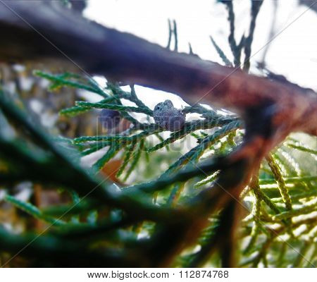 Pine berrie