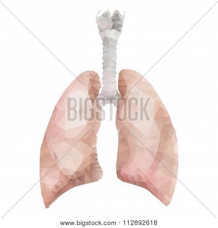 Realistic polygonal lungs